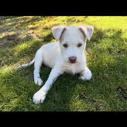 Puppy for sell