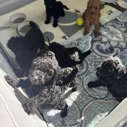 Standard Poodle Puppies – Family Raised – Ready