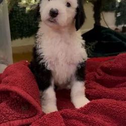 Sheepadoodle puppies