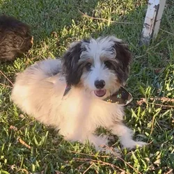 Tucker - Mini F1 Aussiedoodle
