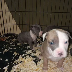 Pocket bully Blue pit bull puppies