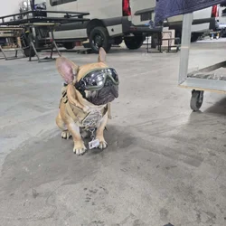 Black Mask Red Fawn French Bulldog