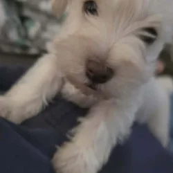 Miniature Schnauzer puppies