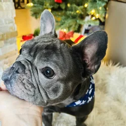 French bulldog