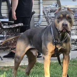 Blue Tri American Bully XL