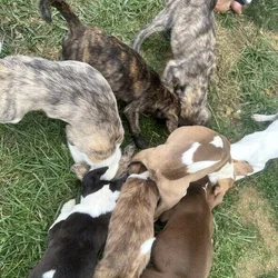 Free Blue nose pit and Golden doodle puppies