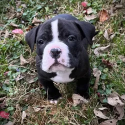 Onyx (Champion Bloodline)
