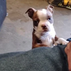 Beautiful Perfect Boston Terrier babies