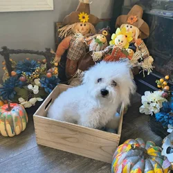 Bichon Frise Puppies