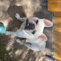 Sweet Purebred Frenchie