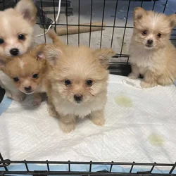 Pomeranian and Bichon