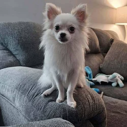7.5 month old female pomchi