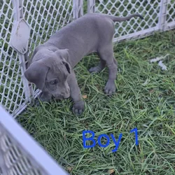 Great Dane