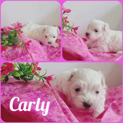 Toy Maltese