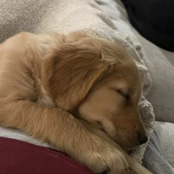 Female 9 week old golden retriever puppy for sale
