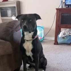 Duke. Needs new home