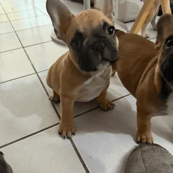 French bulldog pups