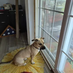Friendly active female dog
