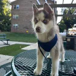Siberian Husky