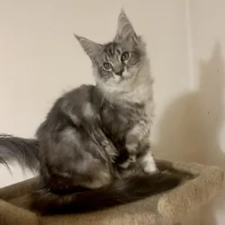 Maine coon female kitten