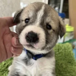 AKC Anatolian Shepherd, tested