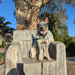 Blue heeler 1 yr male up to date