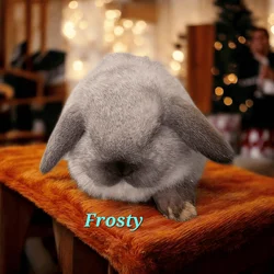 Adorable hand raised mini bunnies