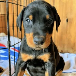 Doberman puppy male