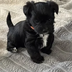 Female Yorkshire