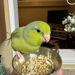 Selling 4 month old MALE Green Parrotlet
