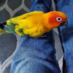 Sun conure
