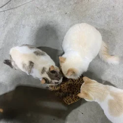 Barn Cats