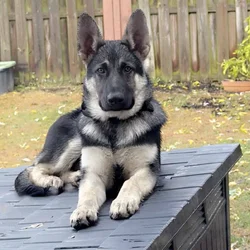 Beautiful 5 month old German Shepherd for sale -