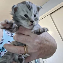 Maine coon kittens