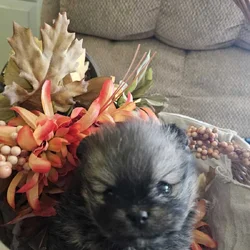 Pomeranian pups
