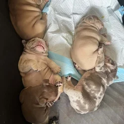 English bulldog
