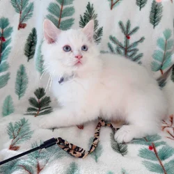 Ragdoll Kittens