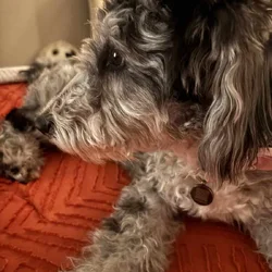 Miniature sheepadoodle