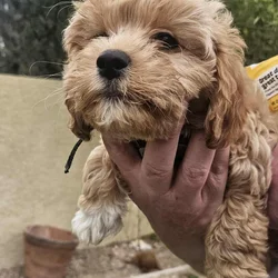 Cavapoochon puppy Jasmine (orange)