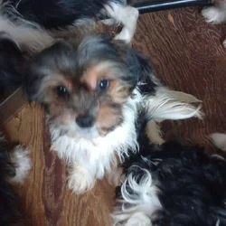 Shorkie puppies