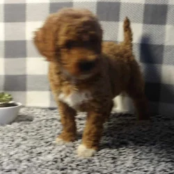 Cute Puppies