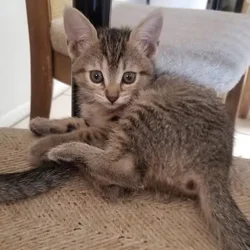 Kittens for sale!
