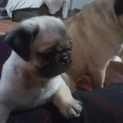 Pug Puppies