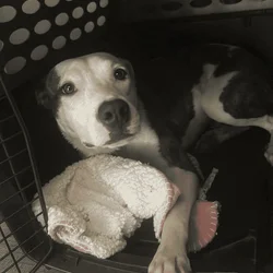 Adopt Remi!!