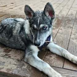 Young Husky mix for sale