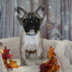 French Bulldog Puppies