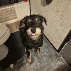 German- husky/ poodle