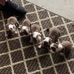 Boston Terrier