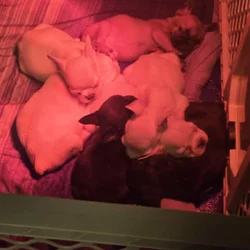 French bull dogs