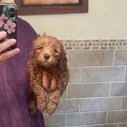 mini labradoodles